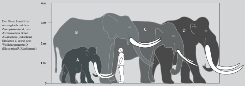 Mammut Kuscheltier 'Peaches' – Naturrealistisches Wollhaarmammut Aus Plüsch, Stehend