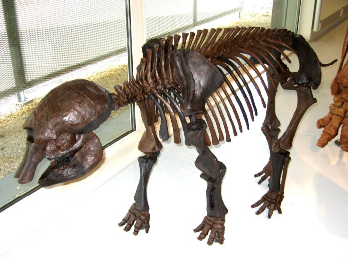 Niederweningen Mammoth Baby displayed as museum specimen.